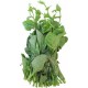 Fresh Malabar Clibing Spinach
