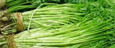 Asian Celery