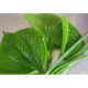 Fresh betel leaves