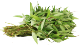 Laksa Leaves- Rau Ram